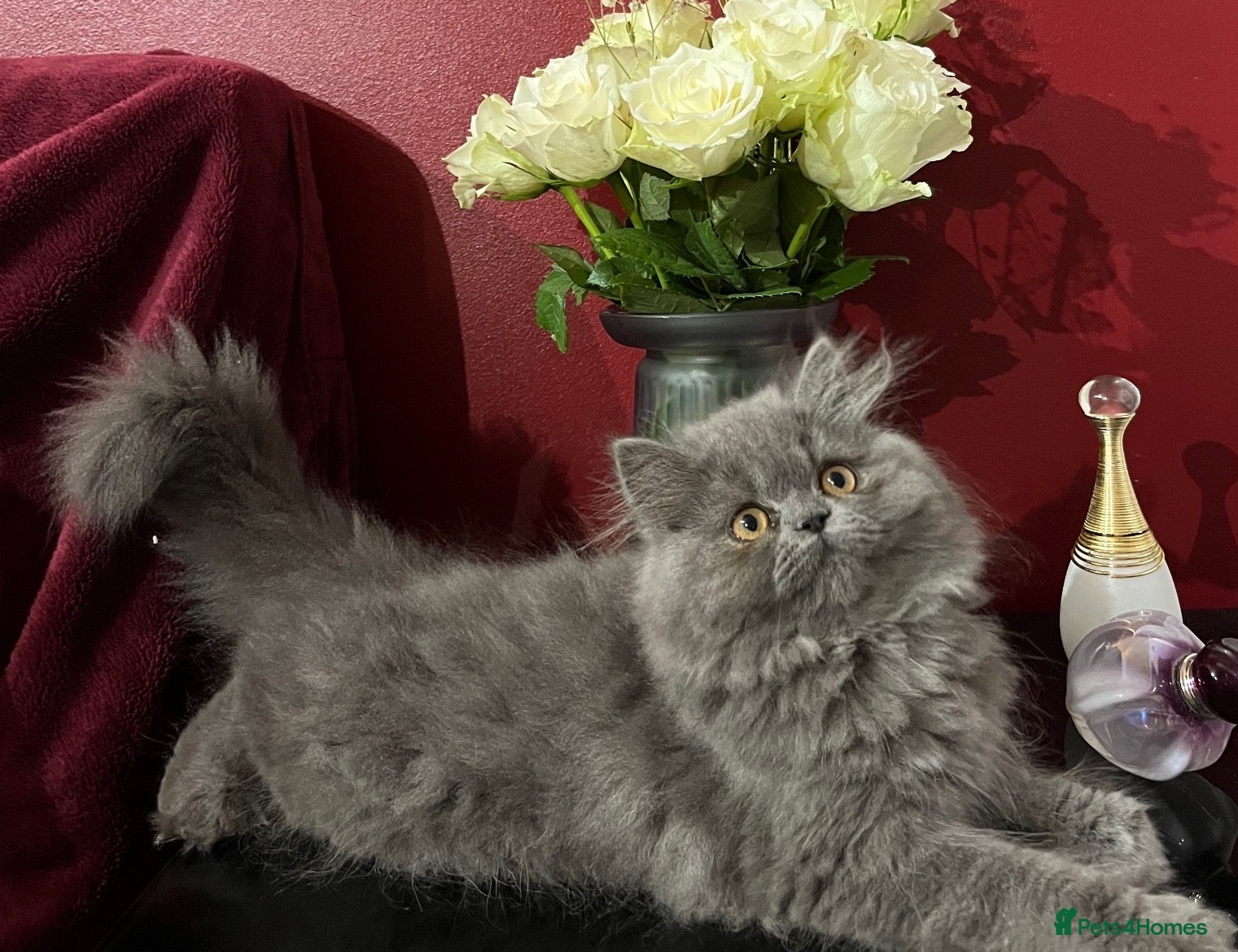 Persian cats Fully vacs. Ready 8th  gorgeous blue Persian  - Advert 1