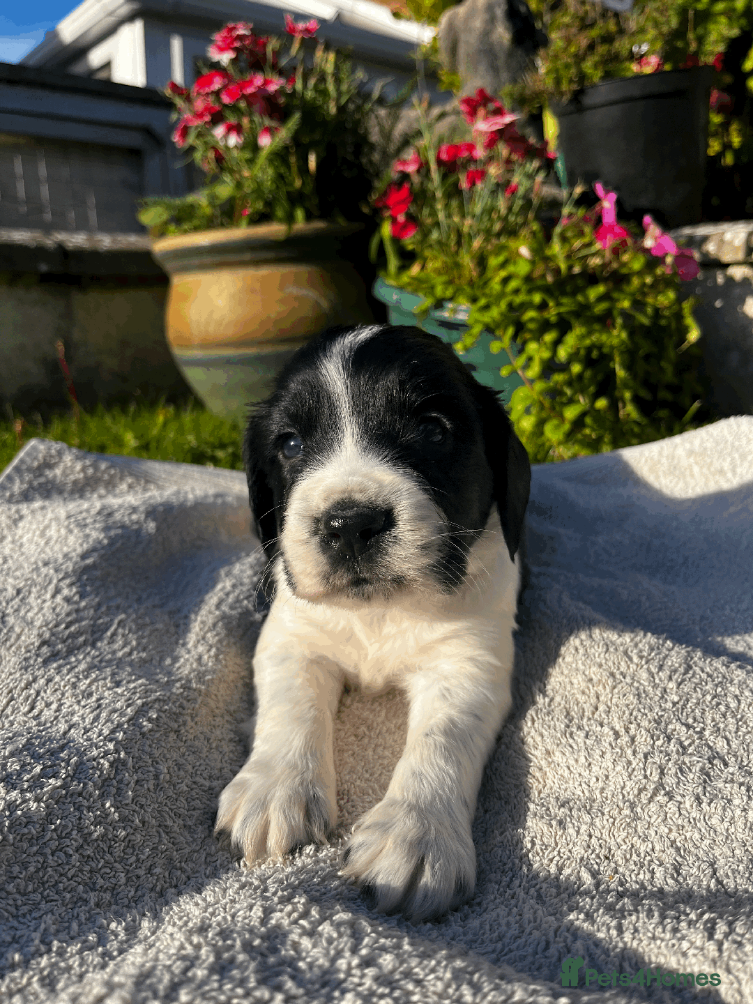Sprocker dogs for sale: Sprocker Puppies - Image 23