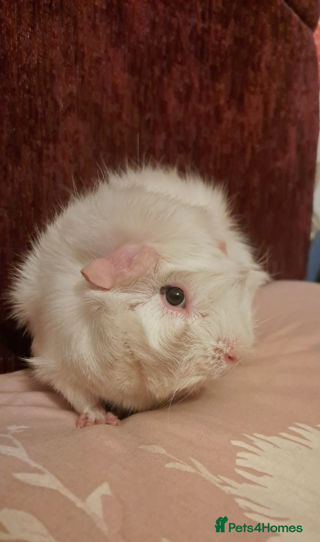 Guinea Pig rodents for sale: Lovely male guinea pig - Advert 3