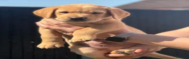 Labrador Retriever Puppy 2
