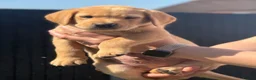 Labrador Retriever dogs for sale: Labrador puppies  - Advert 4