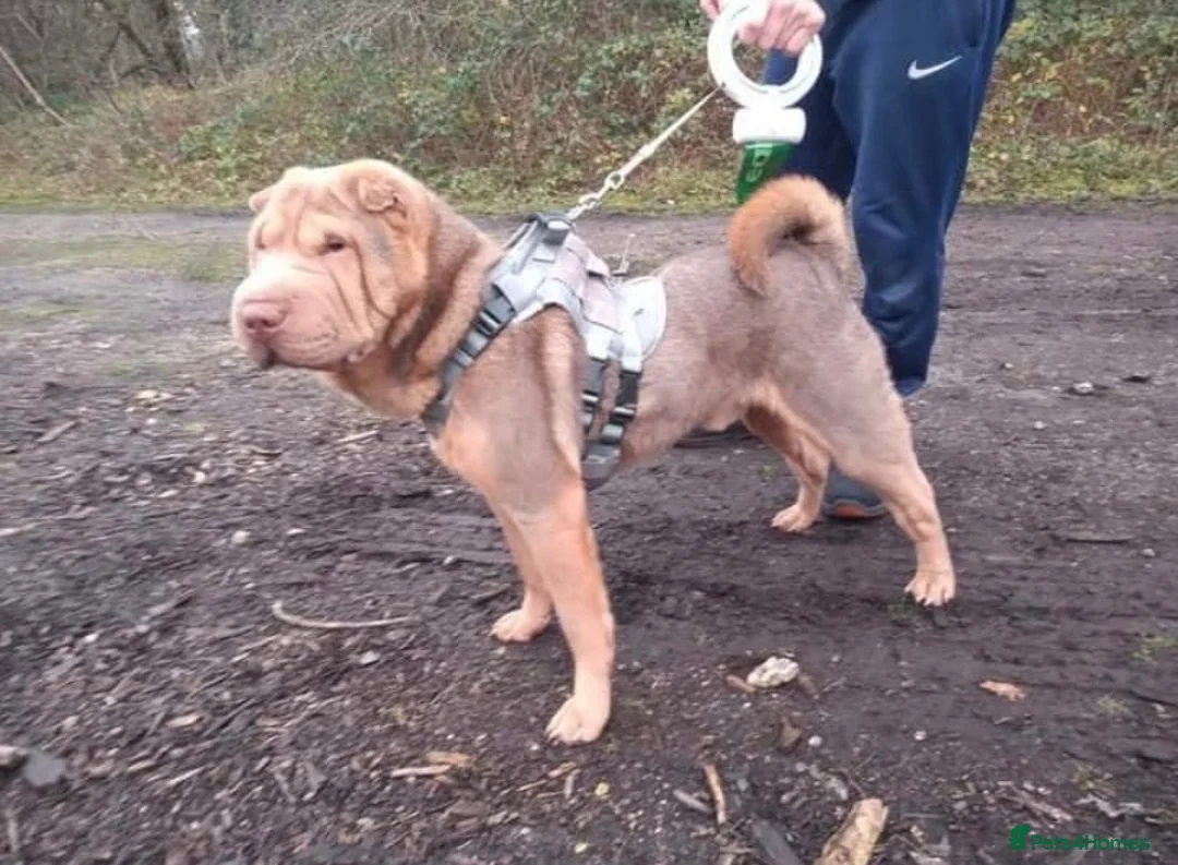 Shar Pei dogs for sale: KC REGISTERED RARE LILAC TAN SHAR-PEI - Advert 2