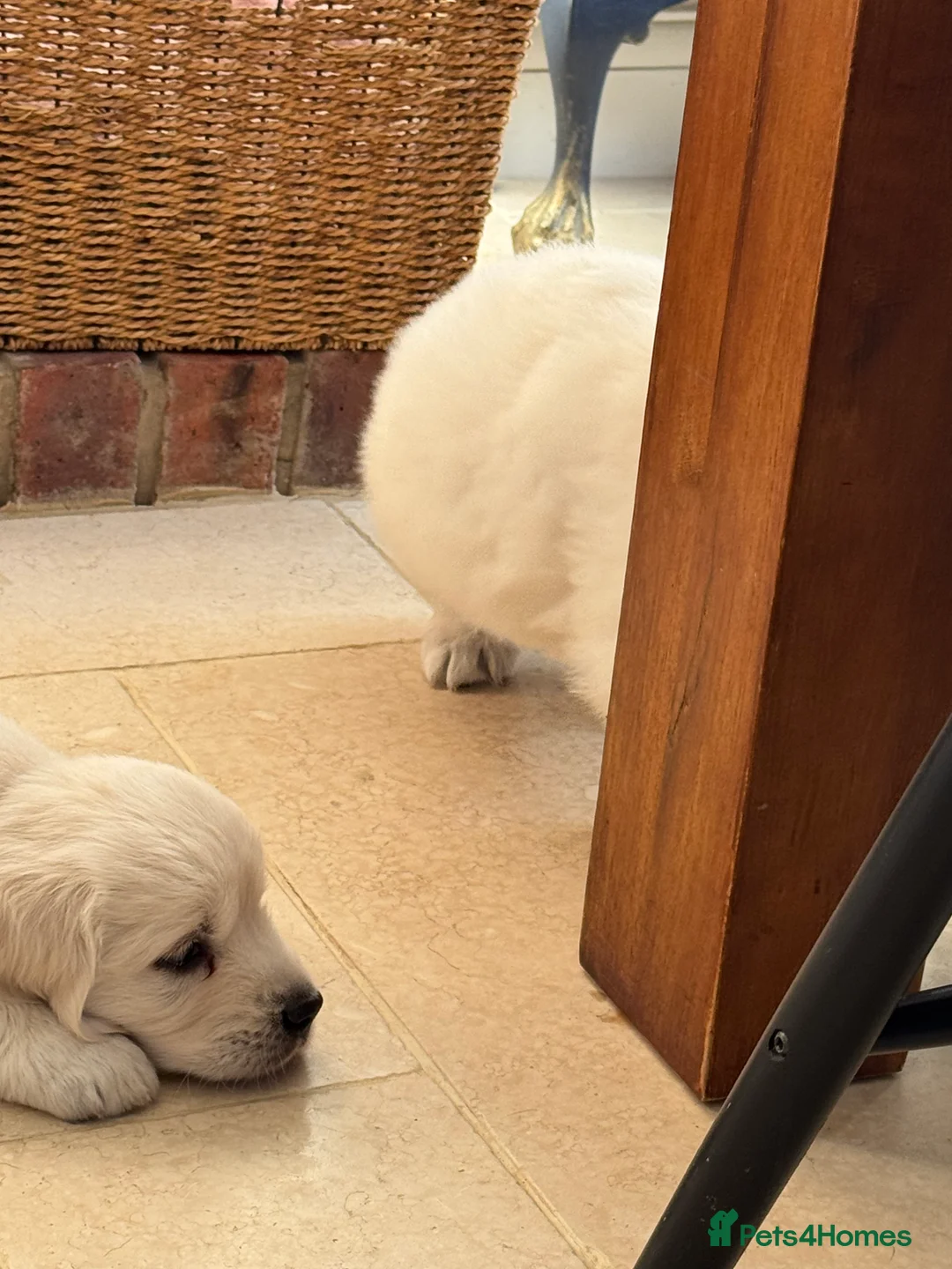 Golden Retriever dogs for sale: Goldern Retrevier Puppy’s  in Rotherham - Advert 7