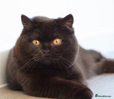 British Shorthair cats - Advert 9