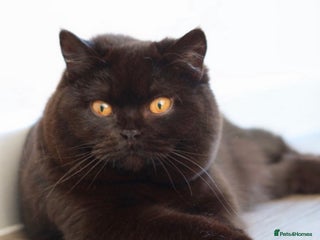 British Shorthair cats - Advert 1