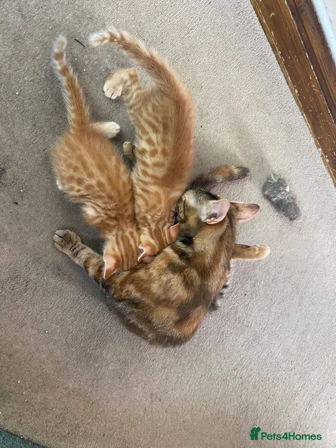 Mixed Breed cats for sale: Savannah cross kittens - Advert 1
