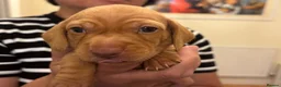 Miniature Dachshund dogs for sale: KC reg smooth hair miniature dachshund  - Advert 6