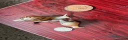 Snails invertebrates for sale: Giant African land snails size small J in Birmingham - Advert 2