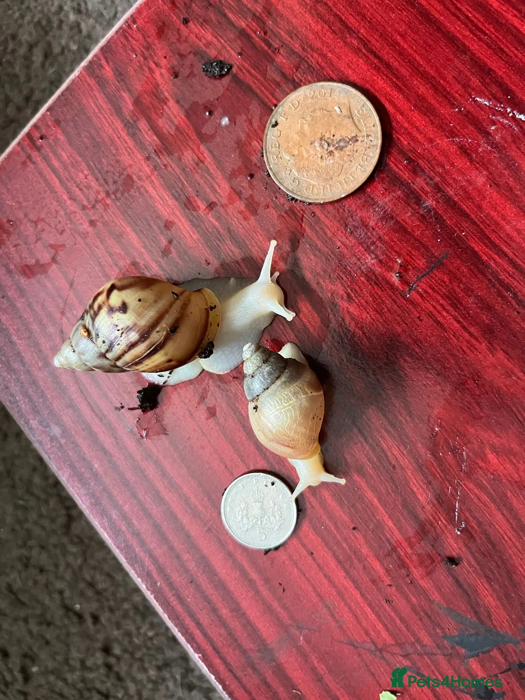 Snails invertebrates for sale: Giant African land snails size small J in Birmingham - Advert 2