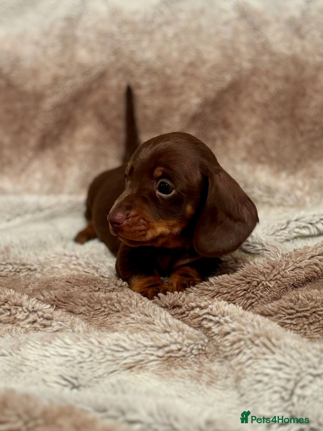 Miniature Dachshund dogs for stud: STUNNING PROVEN KC SILVER DAPPLE  - Advert 5