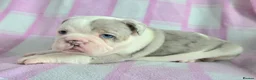 English Bulldog dogs for sale: F1 Mini bull x Kc reg English bulldog - Advert 5