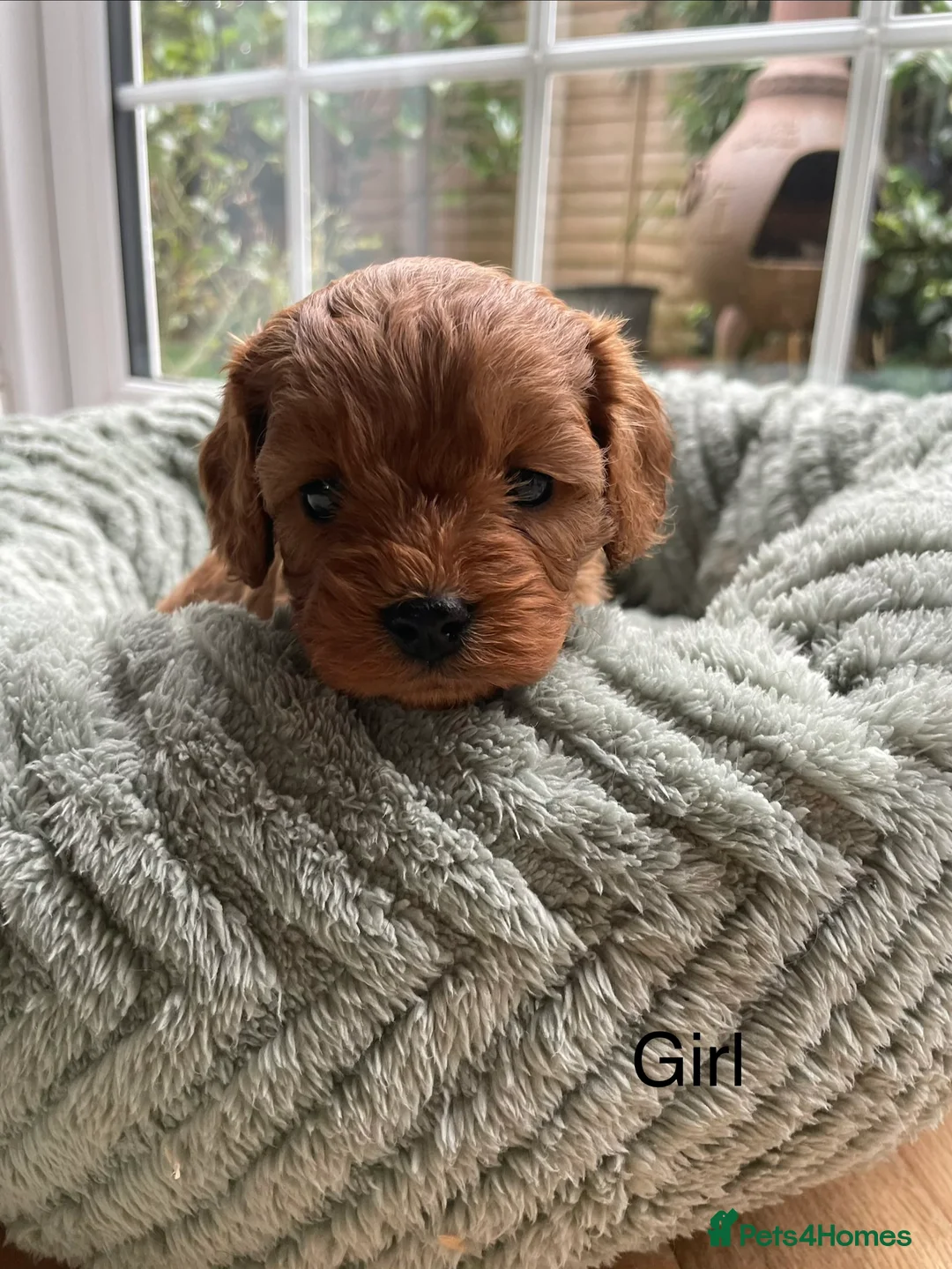 Cavapoo dogs for sale: F1 Toy Cavapoo puppies  - Advert 15
