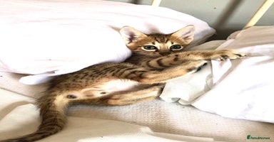 Savannah cats - Advert 13