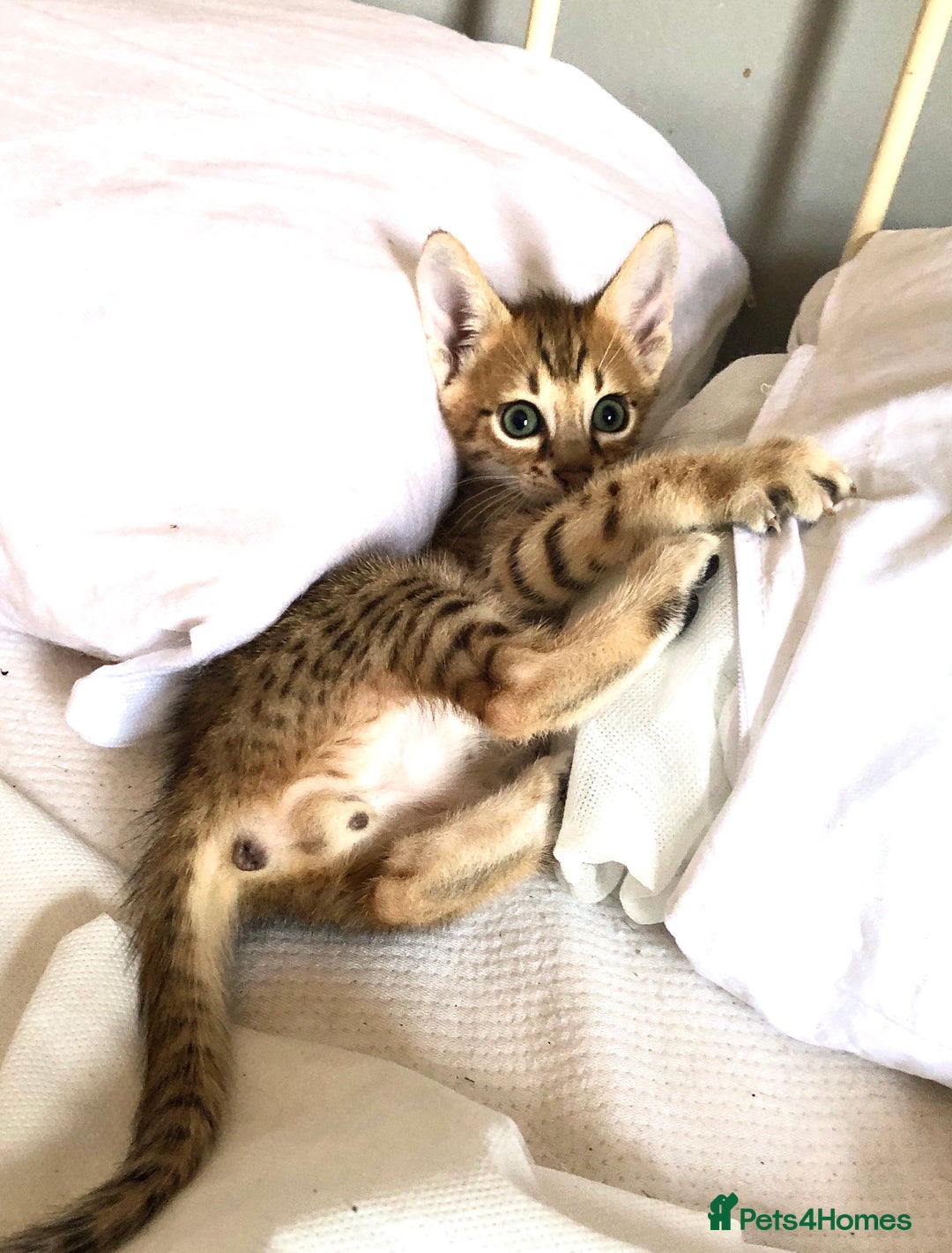 Savannah cats for sale: Beautiful full pedigree savannah kittens  - Image 9