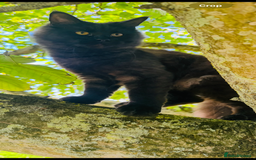 Maine Coon cats for sale: Three stunning pure bred Maine Coon girls - Image 2