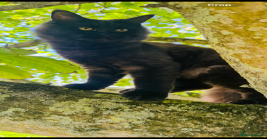 Maine Coon cats - Advert 5