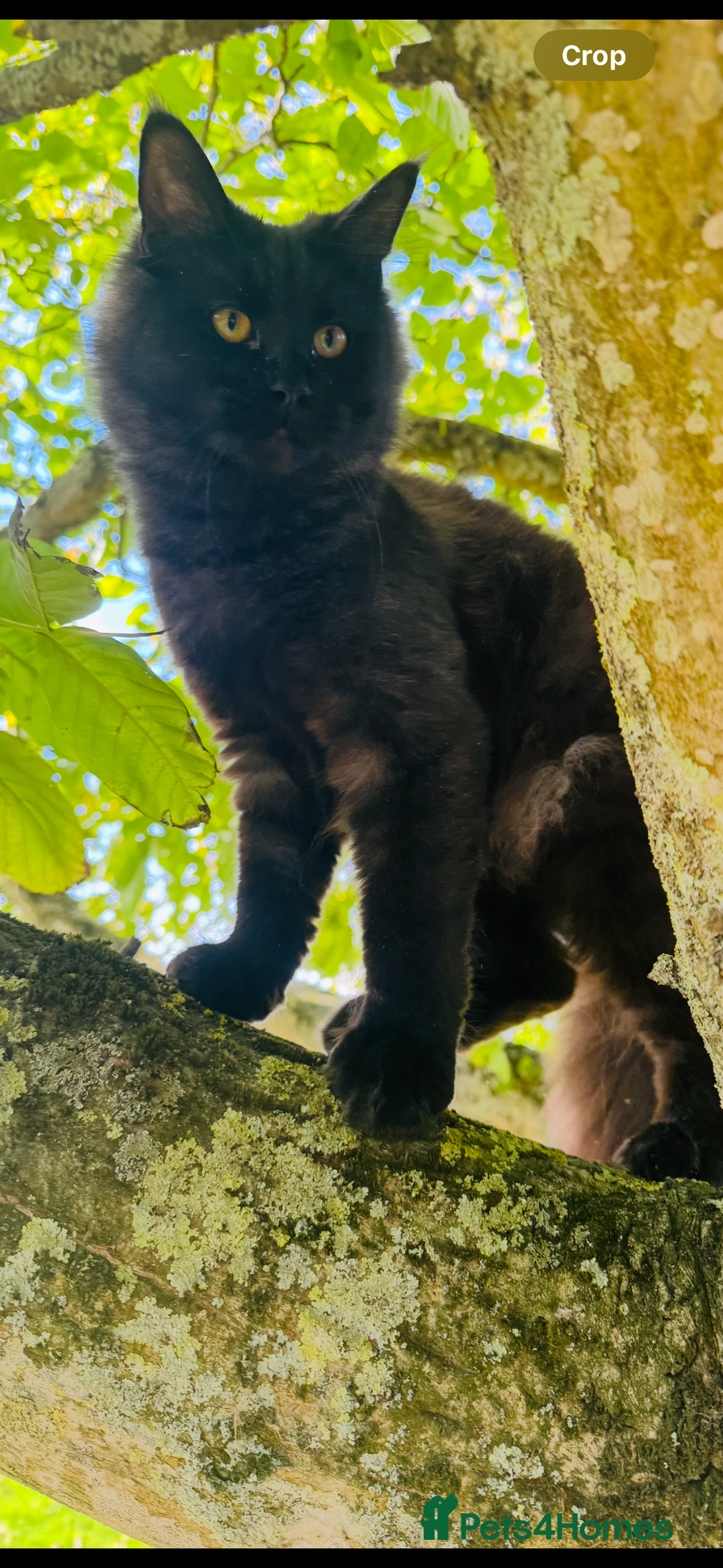 Maine Coon cats for sale: Three stunning pure bred Maine Coon girls - Image 2