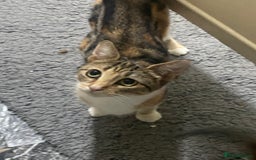 Domestic Shorthair cats for sale: Beautiful Kitten  - Image 7