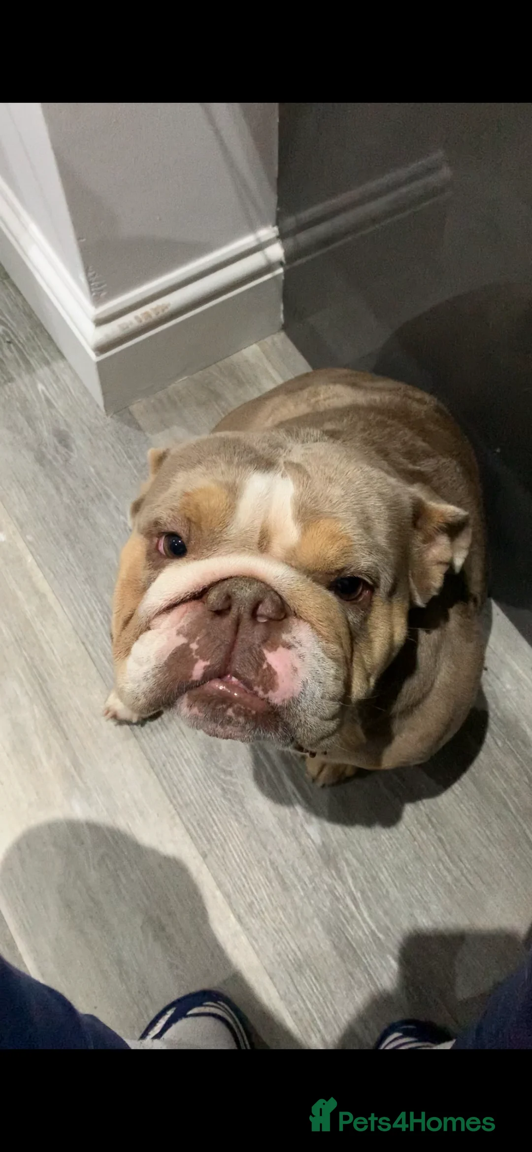 English Bulldog dogs for sale: English Bulldog female - lilac Merle  in Waltham Cross - Advert 1