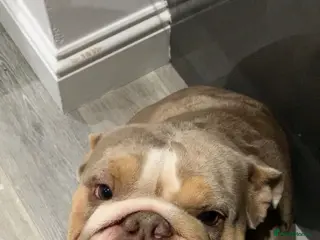 English Bulldog dogs English Bulldog female - lilac Merle - Advert 1