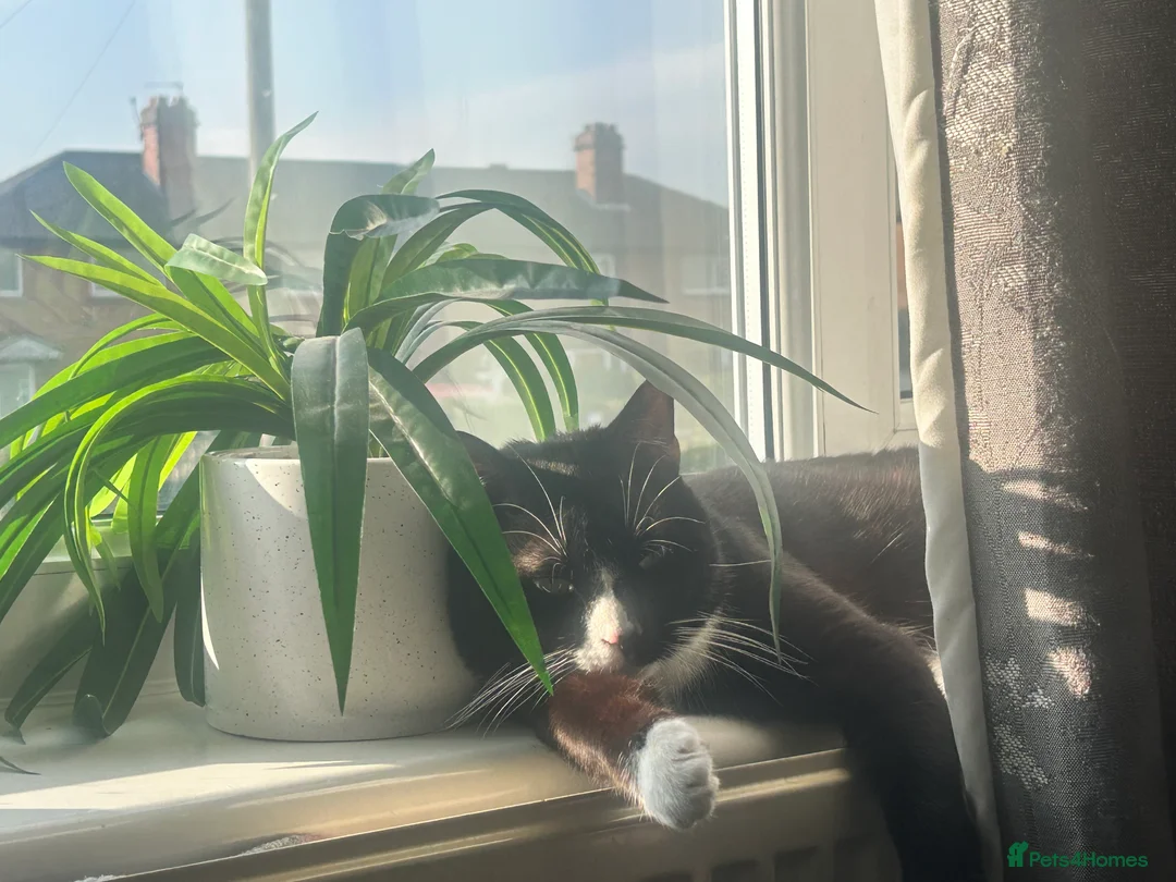 British Shorthair cats for sale: Oreo 2 year old tuxedo male cat  in Leeds - Advert 3