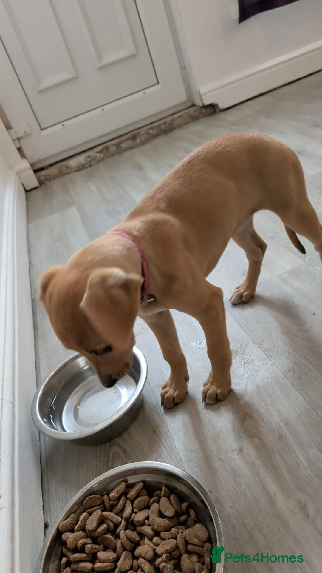 Mixed Breed dogs for sale: Deerhound X beddy whippet terrier  - Advert 2