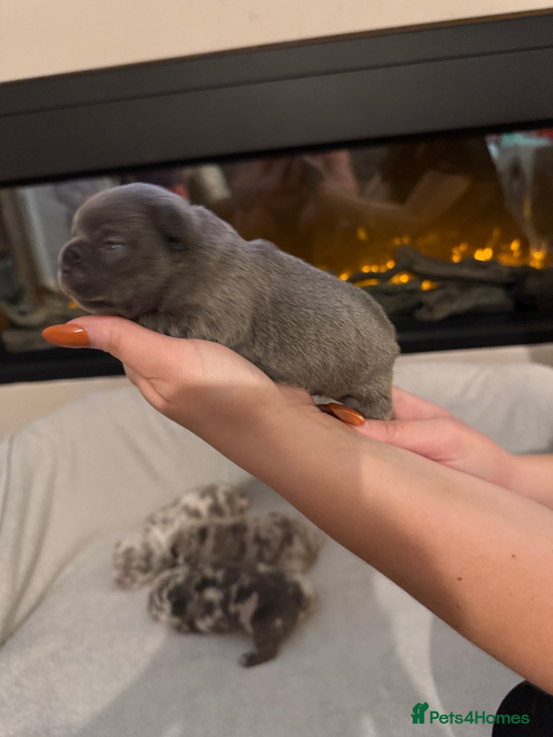 French Bulldog dogs for sale: Beautiful blue and lilac merle French bulldogs - Image 10