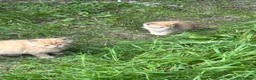 Mixed Breed cats for sale: Adorable kittens - Advert 8