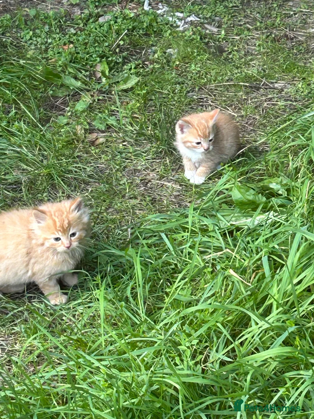 Mixed Breed cats for sale: Adorable kittens - Advert 8