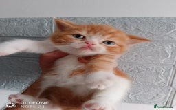 British Shorthair cats for sale: Beautiful exotic British Shorthair  - Advert 1