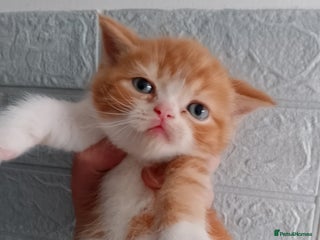 British Shorthair cats Beautiful exotic British Shorthair - Advert 13