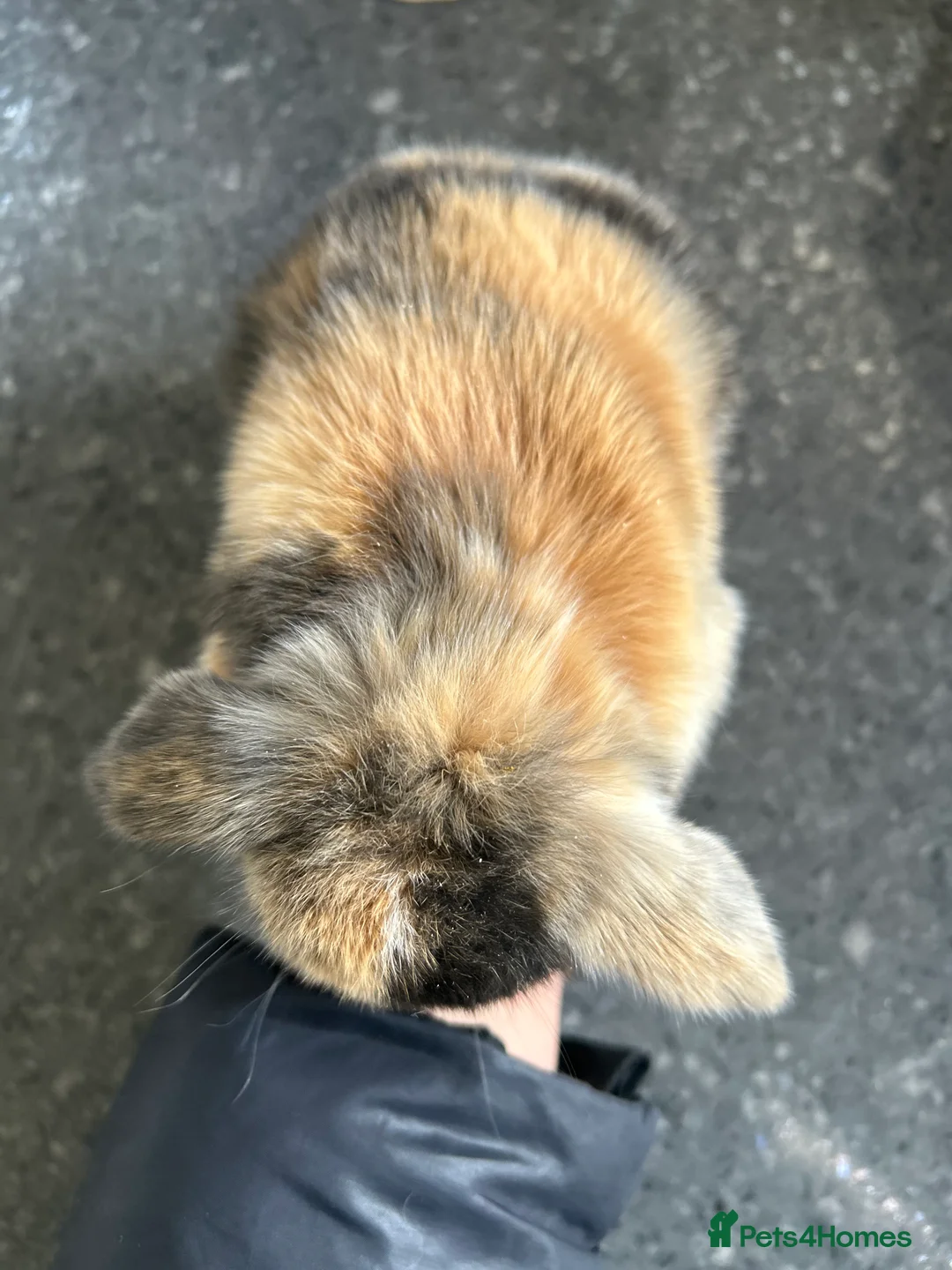 Mini Lop rabbits for sale: Two Mini Lop Boys - Ready 1st April - Advert 6