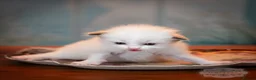 Ragdoll cats for sale: Ragdoll Kitten Boy ZPAA Champion! - Advert 9