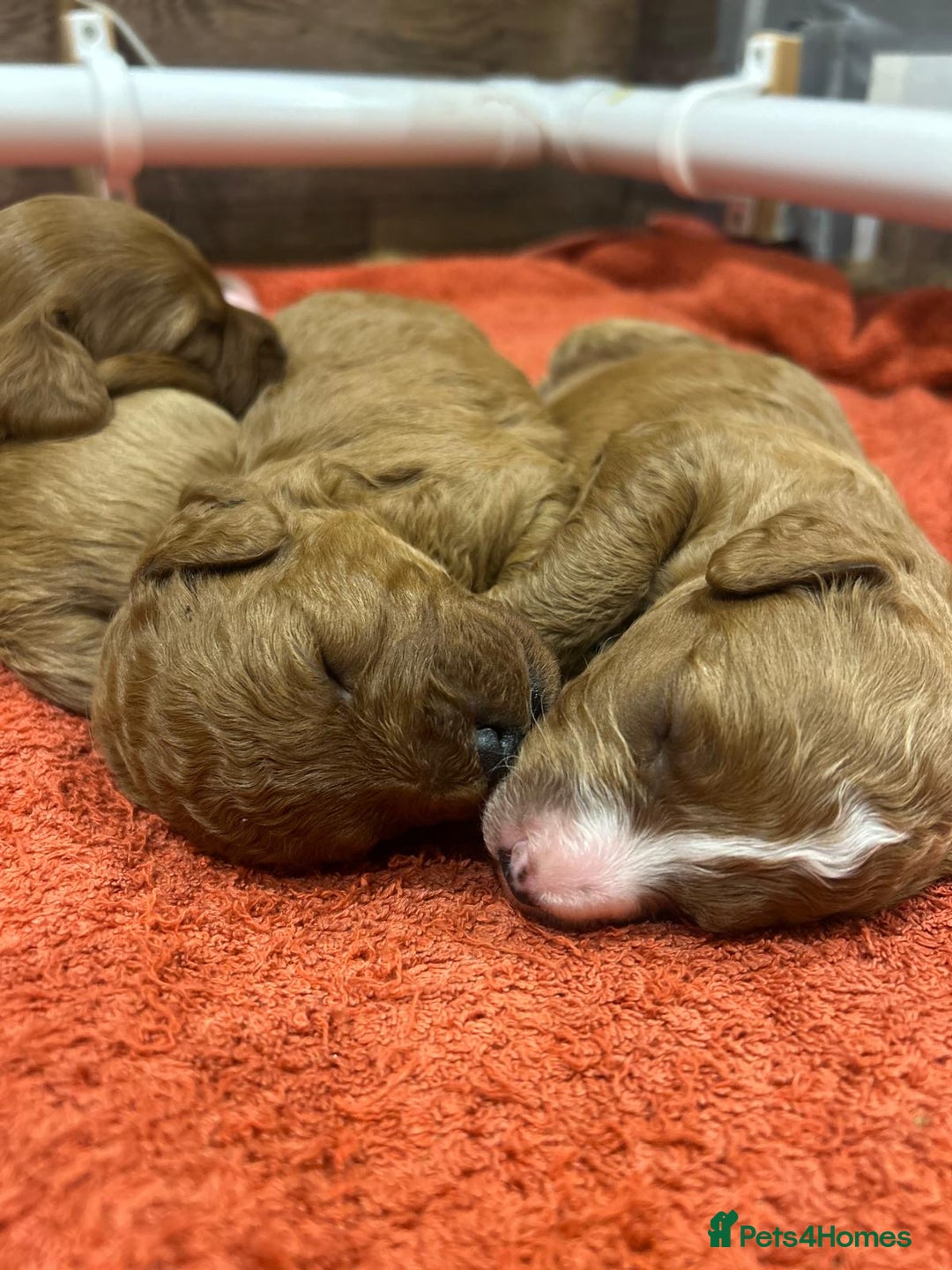 Cavapoo dogs for sale: Quality F1b Cavapoo Puppies. Raised in family home - Advert 8