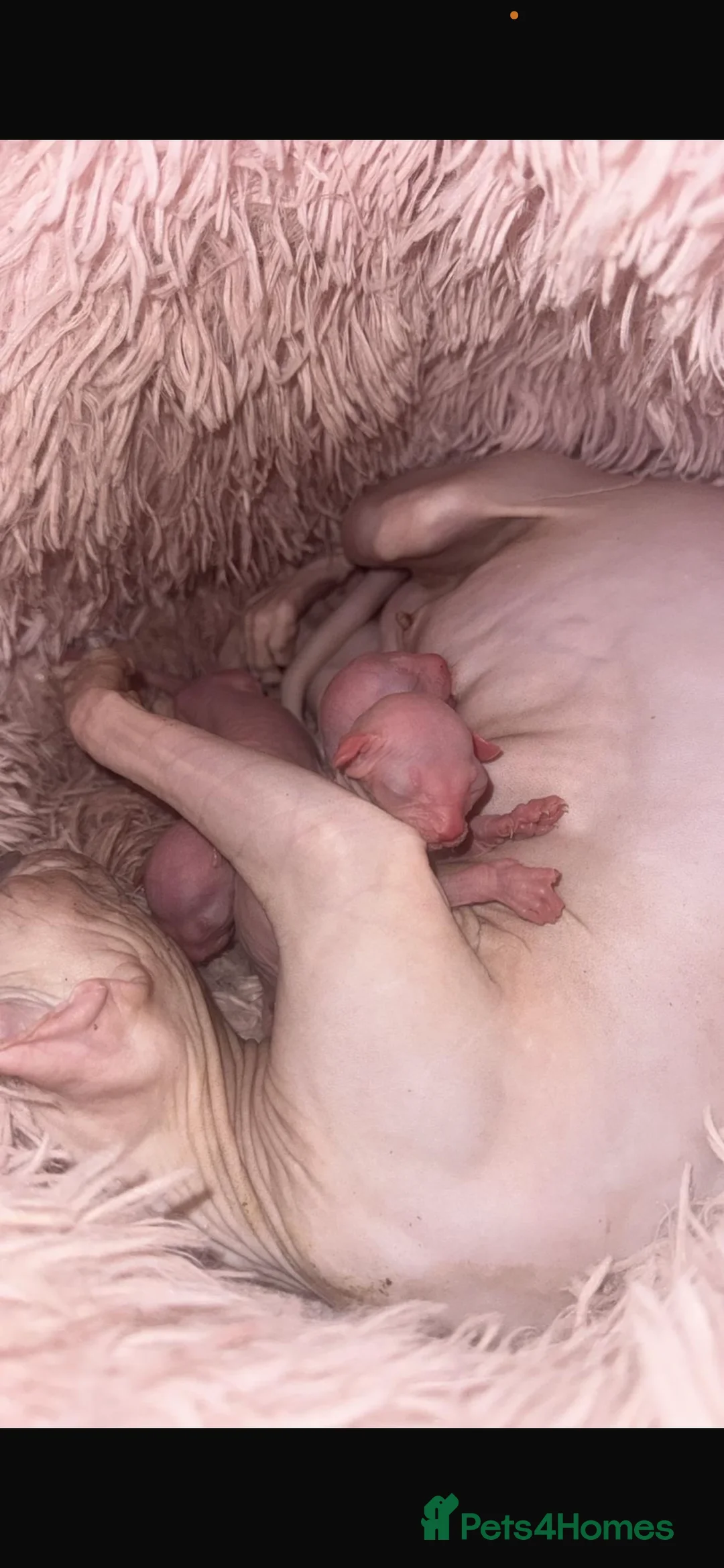 Sphynx cats for sale: One blue eye bald girl left  - Advert 2