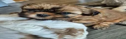 Shih Tzu dogs for sale: Shih tzu puppies for sale  - Advert 6