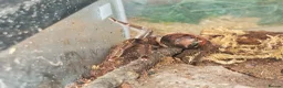 Tarantulas invertebrates for sale: tarantulas, Scorpions, Geckos,bugs and snails. - Advert 24