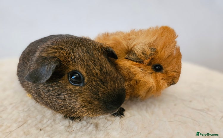 Guinea Pig rodents in Faringdon - Advert 3