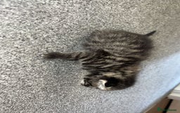 Bengal cats for sale: 5 bengal kittens looking for a loving home  - Image 3