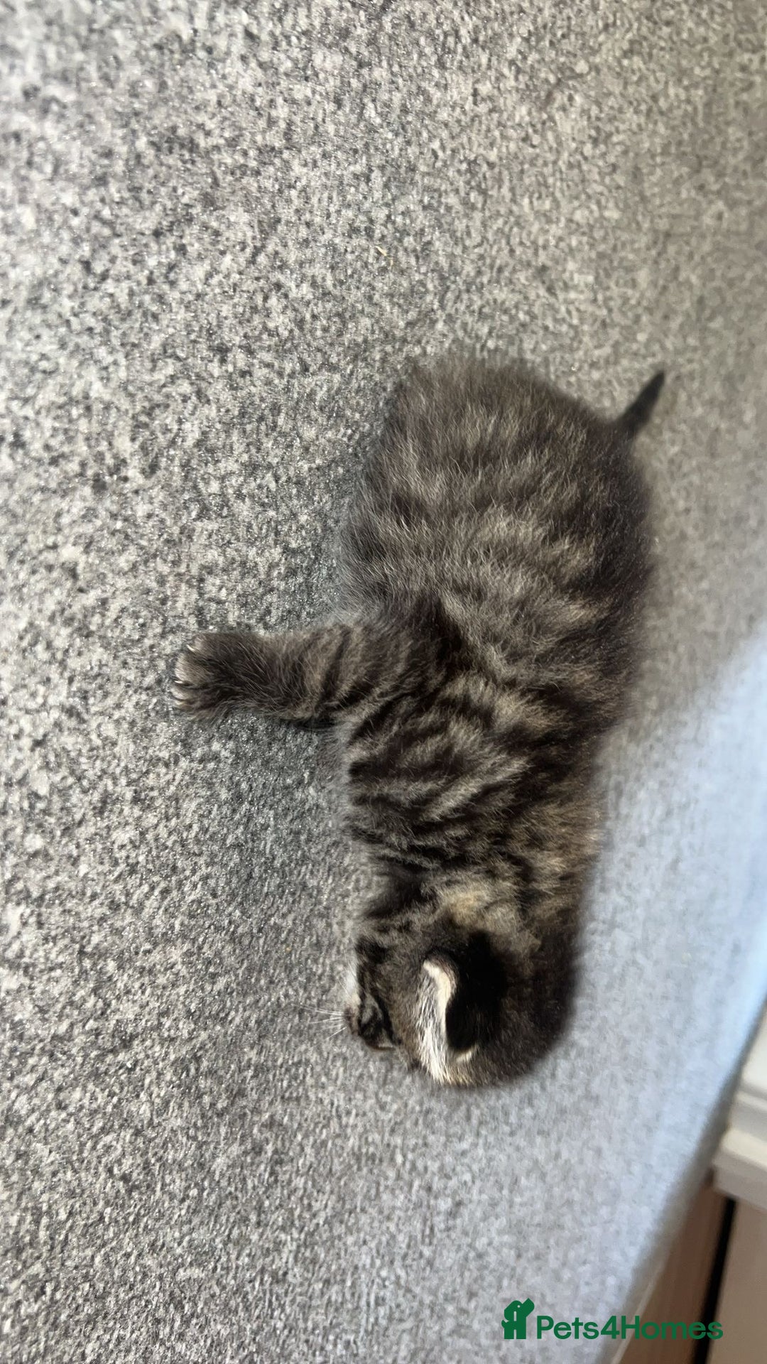 Bengal cats for sale: 5 bengal kittens looking for a loving home  - Image 3