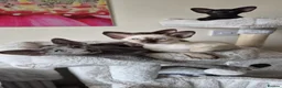 Oriental cats for sale: GCCF Registered Oriental and Siamese Kittens - Advert 17