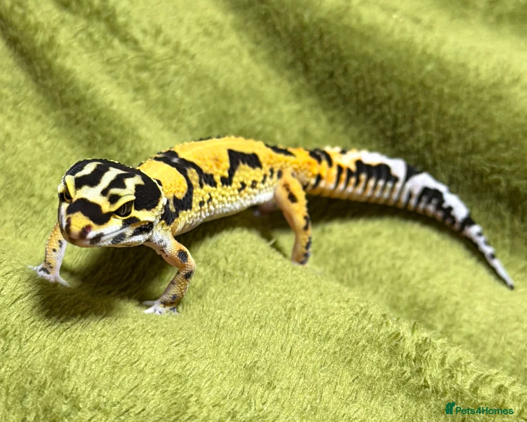 Leopard Gecko reptiles for sale: Leopard Gecko Breeding Trio - Advert 1