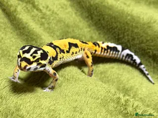 Leopard Gecko reptiles Leopard Gecko Breeding Trio - Advert 1