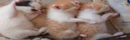 Mixed Breed cats for sale: Friendly Farm Kittens - Advert 7