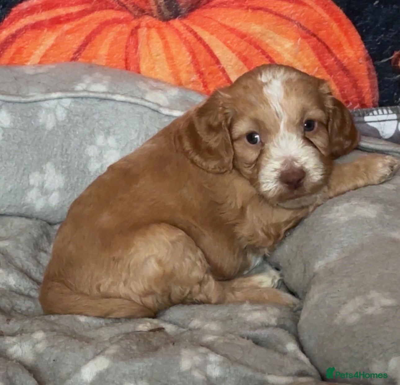 Cockapoo dogs MALE COCKAPOOS FOR SALE  - Advert 17
