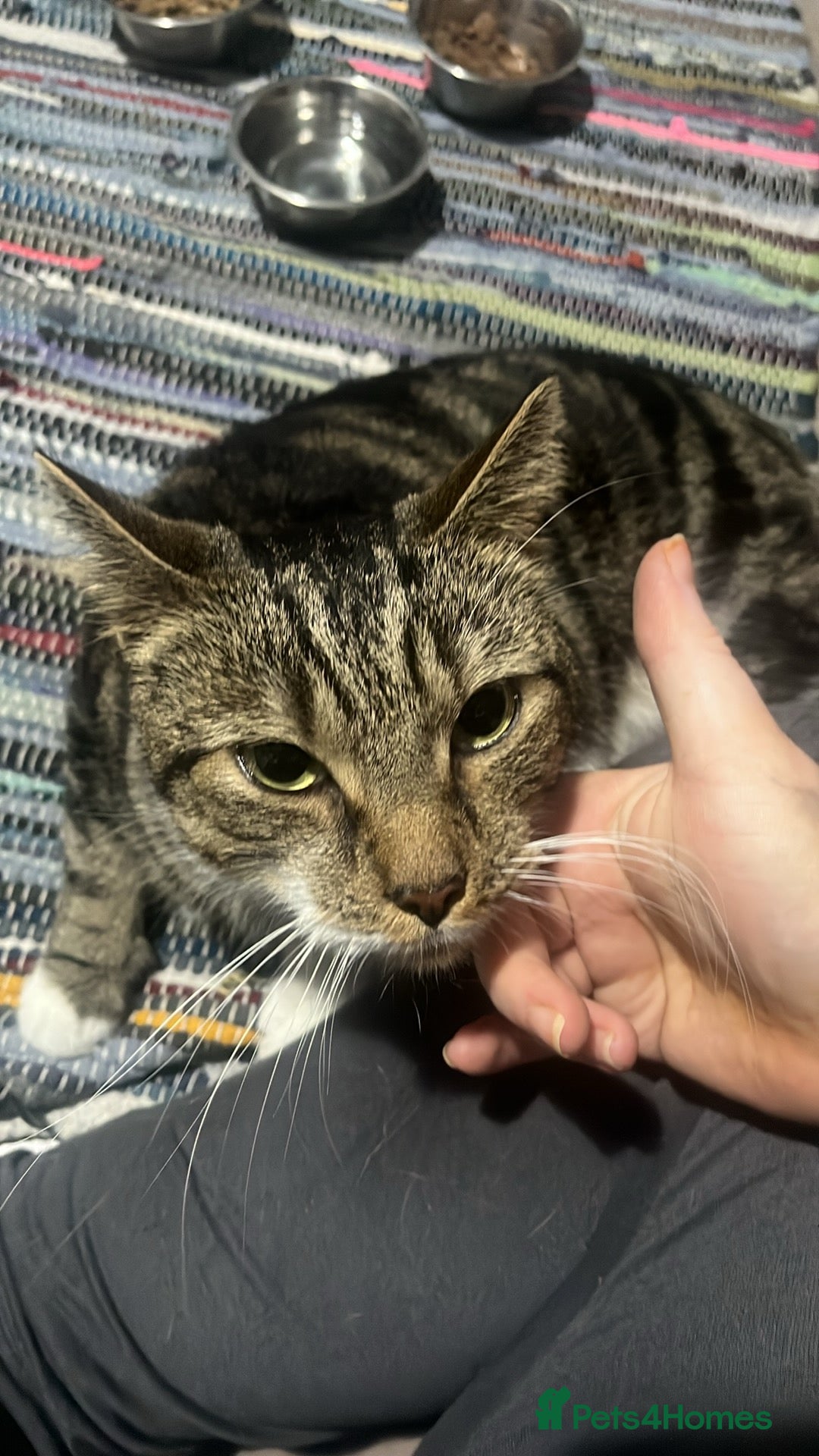 British Shorthair cats for sale: Tabby Cat needs re homing  - Image 2