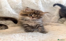 Maine Coon cats for sale: Maine Coon x Ragdoll Mix Kittens  Ready 27 Aug! 🐾 - Image 9