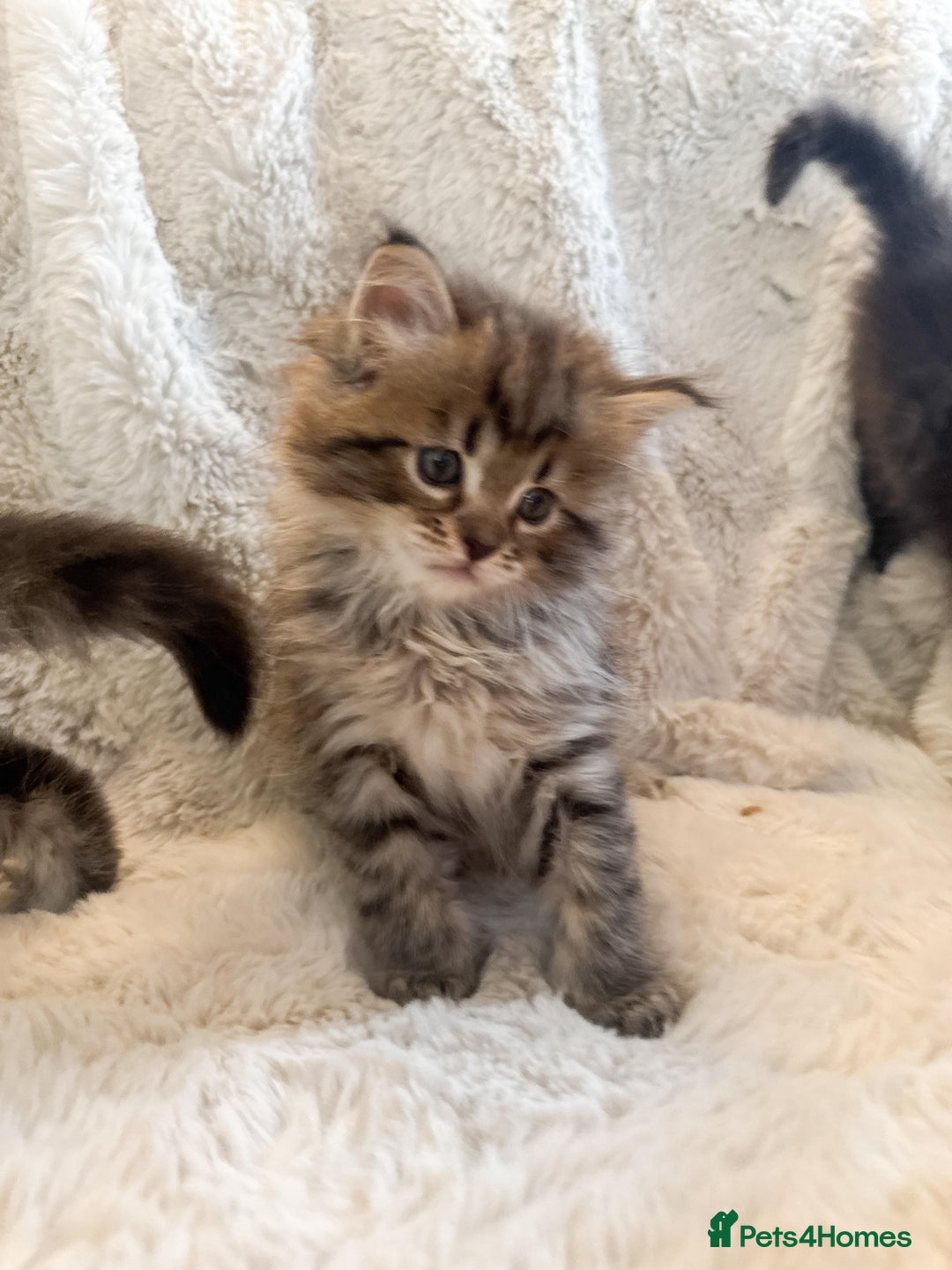 Maine Coon cats for sale: Maine Coon x Ragdoll Mix Kittens  Ready 27 Aug! 🐾 - Image 9