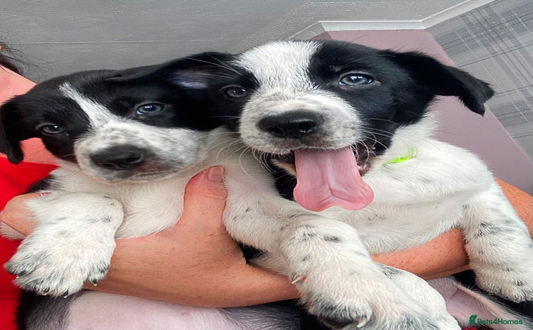 Border Collie dogs - Advert 7