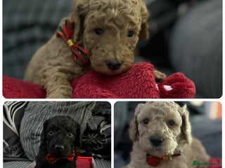 Cavapoochon dogs Cavapoochon - Advert 2